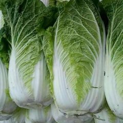 郯城红花张楠4月韩国黄心白菜