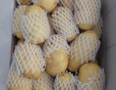 滕州荷兰土豆已上市 欢迎新老客户前来收购