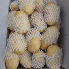 滕州荷兰土豆已上市 欢迎新老客户前来收购