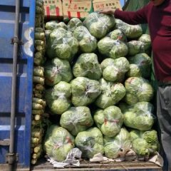 山东郯城甘蓝以大量上市，欢迎新老客户前来收