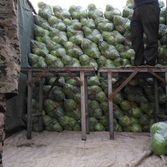 郯城甘蓝价格行情平稳,红花乔计伟诚信合作