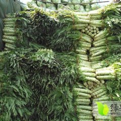 2017郯城莴苣再不来就没机会了！