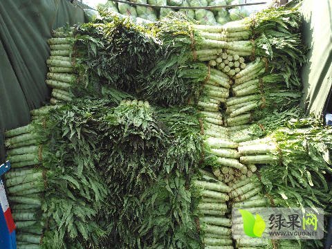 2017年山东郯城福建飞桥紫叶香价格