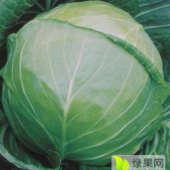 中甘【质量上乘】合作共赢