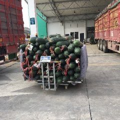 湖北江夏黑优大冬瓜 黑皮冬瓜，个头漂亮