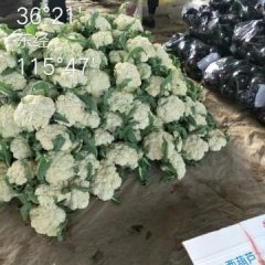 山东东昌府春季有机花大量上市啦，质优价廉
