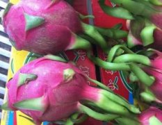 青岛黄岛出售越南火龙果，红心，白心都有