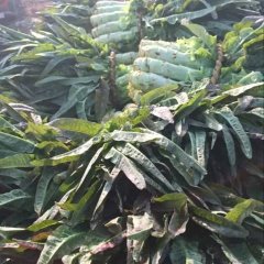 郯城莴苣大量上市皮薄肉绿高度50公分