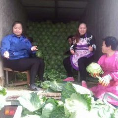 河北定州中甘21甘蓝上货量大