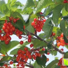 岱岳樱桃预计5月上市，比烟台地区要早15天