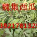 江苏省睢宁县，魏集西瓜大量上市