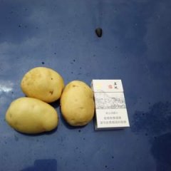 西乡塘土豆随行就市,坛洛邓俢伟诚信合作