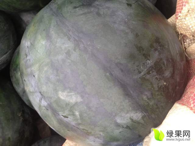 麒麟西瓜价格