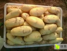 2017肥城新上市荷兰十五大土豆