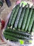2017凌海黄瓜 本人精通蔬菜的种植