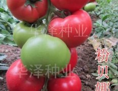 山东寿光粉贝娜750西红柿种子