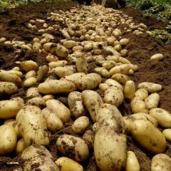 滕州大坞段宁3月荷兰十五土豆
