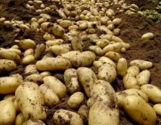滕州大坞段宁3月荷兰十五土豆