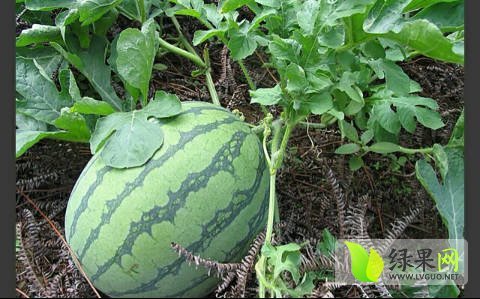 2017年河南夏邑8424西瓜价格