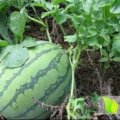 2017夏邑8424西瓜上市了，皮薄肉脆