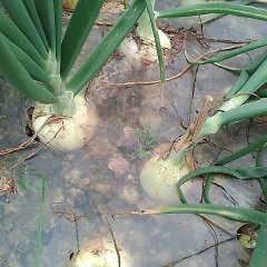 河南省南阳市新野县洋葱价格