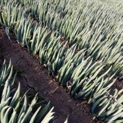 平度芽葱 晚抽上市了！