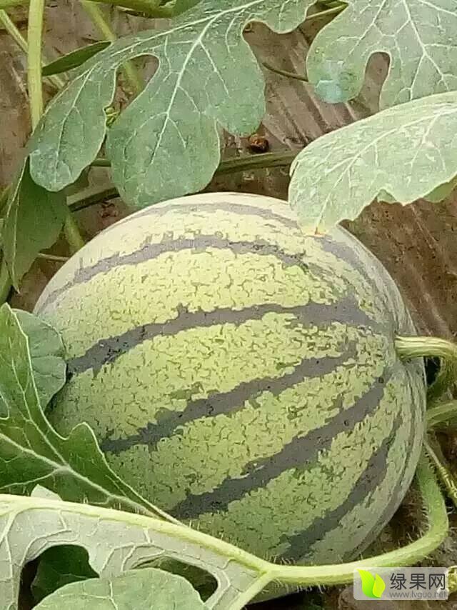 江苏东台8424西瓜 东台是著名的瓜果之乡