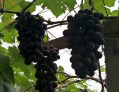 2017莱西葡萄 各种品种葡萄：巨峰，夏黑，滕稔