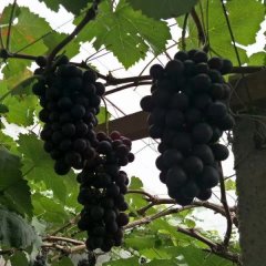 2017莱西葡萄 各种品种葡萄：巨峰，夏黑，滕稔