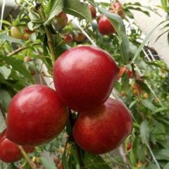 莱西油桃126，未来1号，5-2等各种黄油桃