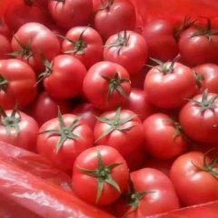 大量温室和冷棚西红柿上市