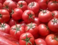 大量温室和冷棚西红柿上市