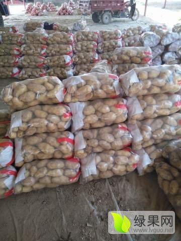 2017年山东东昌府荷兰十五价格