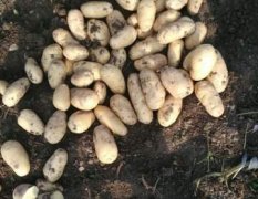今年土豆都是新田地十年内没种过
