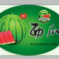 山东昌乐甜王系列西瓜长势旺盛