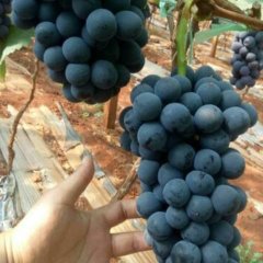 云南夏黑葡萄上市！