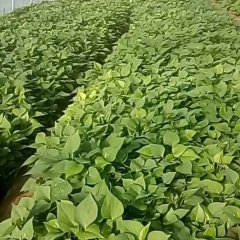 山东夏津龙署九号红薯产销两旺