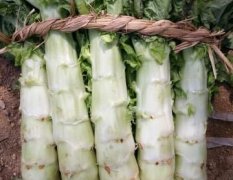 郯城青皮莴苣大量上市，质量排名全国第三