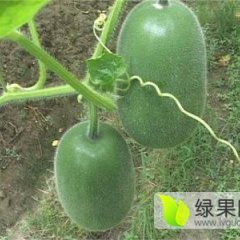 山东莘县大青皮冬瓜欢迎新老客户收购