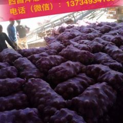 西昌早熟洋葱基本结束