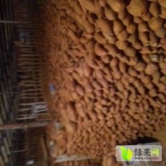 莱西红薯主营储藏红香蕉和龙署9号地瓜