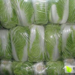 成武大量白菜以上市质量很好  欢迎客商采购