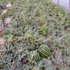 姚安西瓜瓜型美观，口感甜脆，长势良好