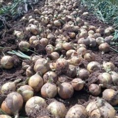 西昌市礼州镇种植黄皮洋葱面积大