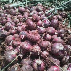 四川西昌有“洋葱之乡”的西昌，阳光雨水充足