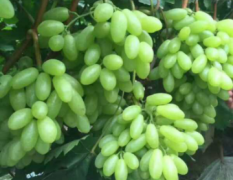 河北饶阳红提 大量葡萄已经上市，品种齐全