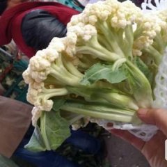 河北邯郸白面青梗松菜花现大面积上市