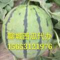 山东聊城东昌府西瓜价格合理