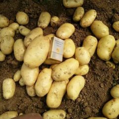 春季荷兰十五大量上市！可以装箱或装袋