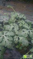 2017沭阳西瓜质量，口感，保质保量